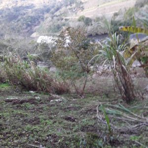 Chácara, 2 dormitórios, no bairro Interior em Caxias do Sul para Comprar