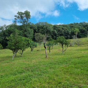 Chácara, no bairro São Giácomo em Caxias do Sul para Comprar