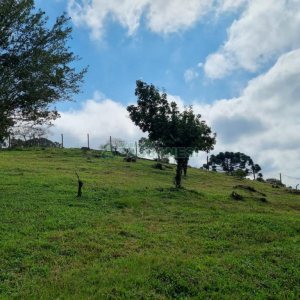 Chácara, no bairro São Giácomo em Caxias do Sul para Comprar