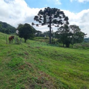 Chácara, no bairro São Giácomo em Caxias do Sul para Comprar