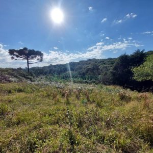 Terreno com 10000m², no bairro São Ciro em Caxias do Sul para Comprar