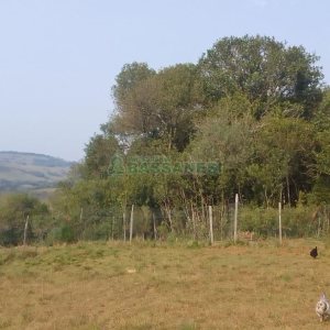 Chácara com 100m², 3 dormitórios, no bairro Criúva em Caxias do Sul para Comprar