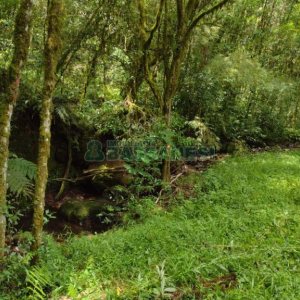Chácara, no bairro Pedras Brancas em São Marcos para Comprar