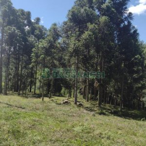 Chácara, no bairro Pedras Brancas em São Marcos para Comprar