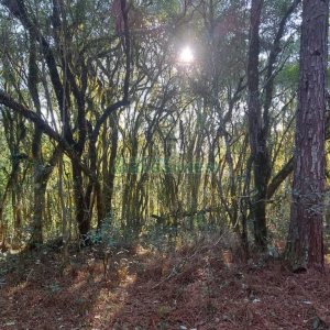 Chácara, no bairro Pedras Brancas em São Marcos para Comprar