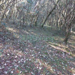 Chácara, no bairro Pedras Brancas em São Marcos para Comprar