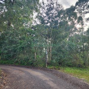 Terreno com 50544m², no bairro Salgado Filho em Caxias do Sul para Comprar