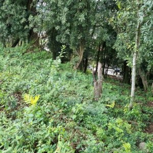 Terreno, no bairro Vila Verde em Caxias do Sul para Comprar