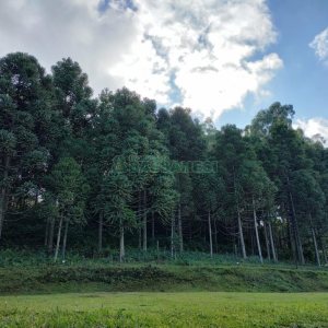 Chácara com 81307m², 4 dormitórios, 2 vagas, no bairro 3 Legua em Caxias do Sul para Comprar