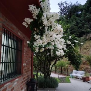 Chácara com 81307m², 4 dormitórios, 2 vagas, no bairro 3 Legua em Caxias do Sul para Comprar