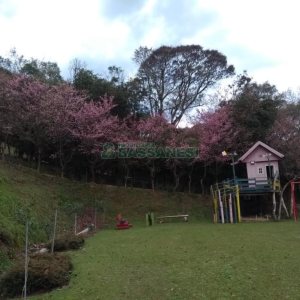 Chácara com 81307m², 4 dormitórios, 2 vagas, no bairro 3 Legua em Caxias do Sul para Comprar