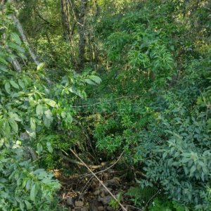 Terreno com 2989m², no bairro Nossa Senhora da Conceição em Caxias do Sul para Comprar