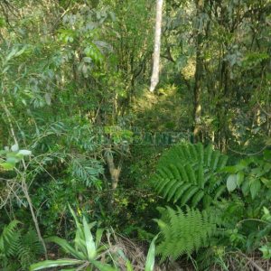 Terreno com 2989m², no bairro Nossa Senhora da Conceição em Caxias do Sul para Comprar