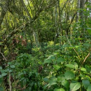 Terreno com 2989m², no bairro Nossa Senhora da Conceição em Caxias do Sul para Comprar