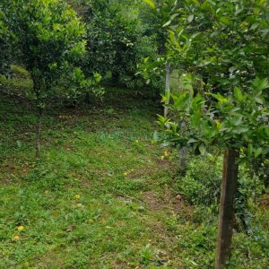 Casa com 231m², 3 dormitórios, no bairro Galópolis em Caxias do Sul para Comprar