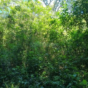 Chácara com 32710m², no bairro Linha Feijo em Caxias do Sul para Comprar