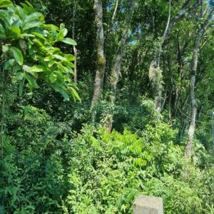 Chácara com 32710m², no bairro Linha Feijo em Caxias do Sul para Comprar