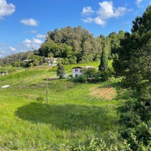 Terreno com 19262m², no bairro Diamantino em Caxias do Sul para Comprar