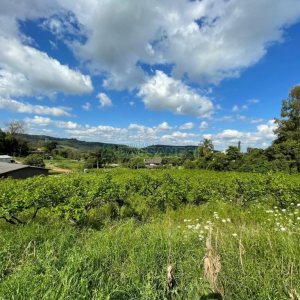 Terreno com 19262m², no bairro Diamantino em Caxias do Sul para Comprar