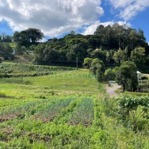 Terreno com 19262m², no bairro Diamantino em Caxias do Sul para Comprar