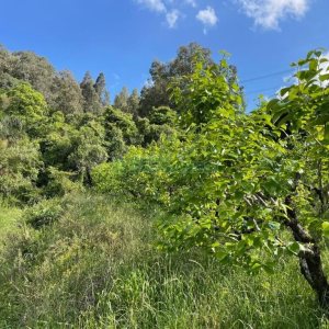 Terreno com 19262m², no bairro Diamantino em Caxias do Sul para Comprar