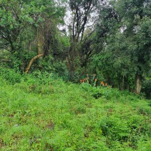 Terreno com 530m², no bairro Treviso em Caxias do Sul para Comprar