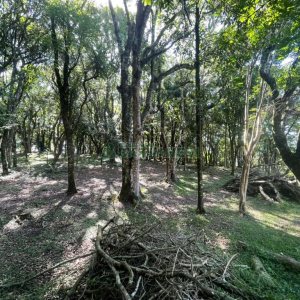 Terreno com 1397m², no bairro São Virgílio em Caxias do Sul para Comprar