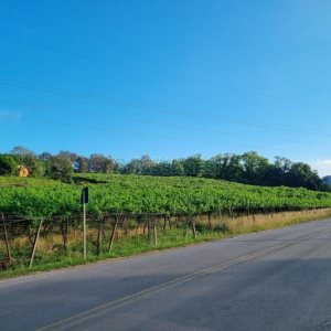 Chácara com 115365m², no bairro Monte Bérico em Caxias do Sul para Comprar