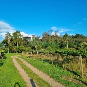 Chácara com 115365m², no bairro Monte Bérico em Caxias do Sul para Comprar