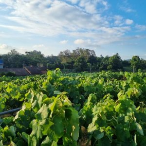 Chácara com 115365m², no bairro Monte Bérico em Caxias do Sul para Comprar