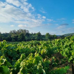 Chácara com 115365m², no bairro Monte Bérico em Caxias do Sul para Comprar