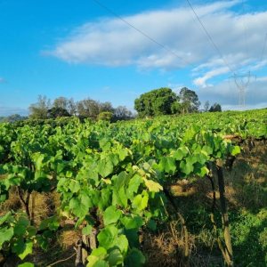 Chácara com 115365m², no bairro Monte Bérico em Caxias do Sul para Comprar