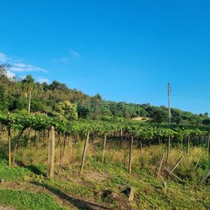 Chácara com 115365m², no bairro Monte Bérico em Caxias do Sul para Comprar