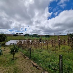 Chácara com 250m², 3 dormitórios, no bairro Criúva em Caxias do Sul para Comprar