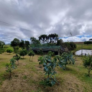 Chácara com 250m², 3 dormitórios, no bairro Criúva em Caxias do Sul para Comprar