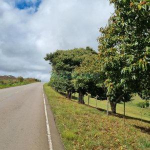 Chácara com 250m², 3 dormitórios, no bairro Criúva em Caxias do Sul para Comprar