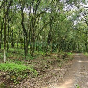 Chácara com 46600m², no bairro Galópolis em Caxias do Sul para Comprar