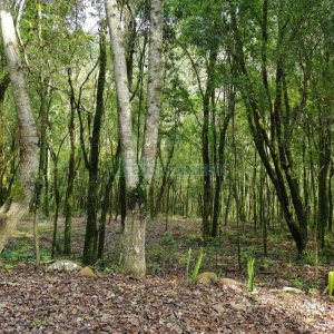 Chácara com 46600m², no bairro Galópolis em Caxias do Sul para Comprar