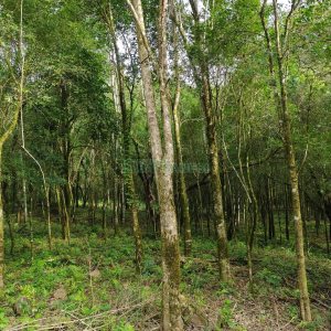 Chácara com 46600m², no bairro Galópolis em Caxias do Sul para Comprar