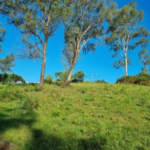 Chácara com 38600m², no bairro Fazenda Souza em Caxias do Sul para Comprar