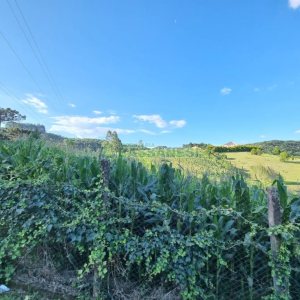 Chácara com 38600m², no bairro Fazenda Souza em Caxias do Sul para Comprar