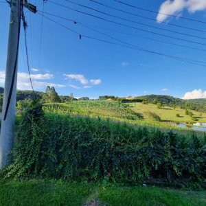 Chácara com 38600m², no bairro Fazenda Souza em Caxias do Sul para Comprar