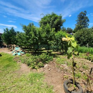 Chácara com 150m², 3 dormitórios, no bairro Apanhador em Caxias do Sul para Comprar