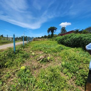 Chácara com 150m², 3 dormitórios, no bairro Apanhador em Caxias do Sul para Comprar