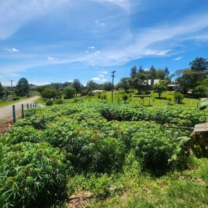 Chácara com 150m², 3 dormitórios, no bairro Apanhador em Caxias do Sul para Comprar