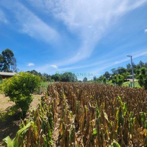 Chácara com 150m², 3 dormitórios, no bairro Apanhador em Caxias do Sul para Comprar