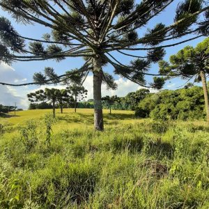 Terreno com 550000m², no bairro Vila Seca em Caxias do Sul para Comprar