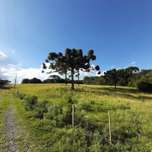 Terreno com 550000m², no bairro Vila Seca em Caxias do Sul para Comprar