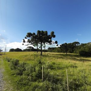 Terreno com 550000m², no bairro Vila Seca em Caxias do Sul para Comprar