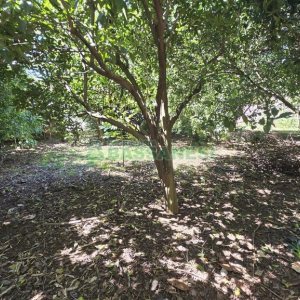 Casa com 500m², 4 dormitórios, 4 vagas, no bairro Esplanada em Caxias do Sul para Comprar